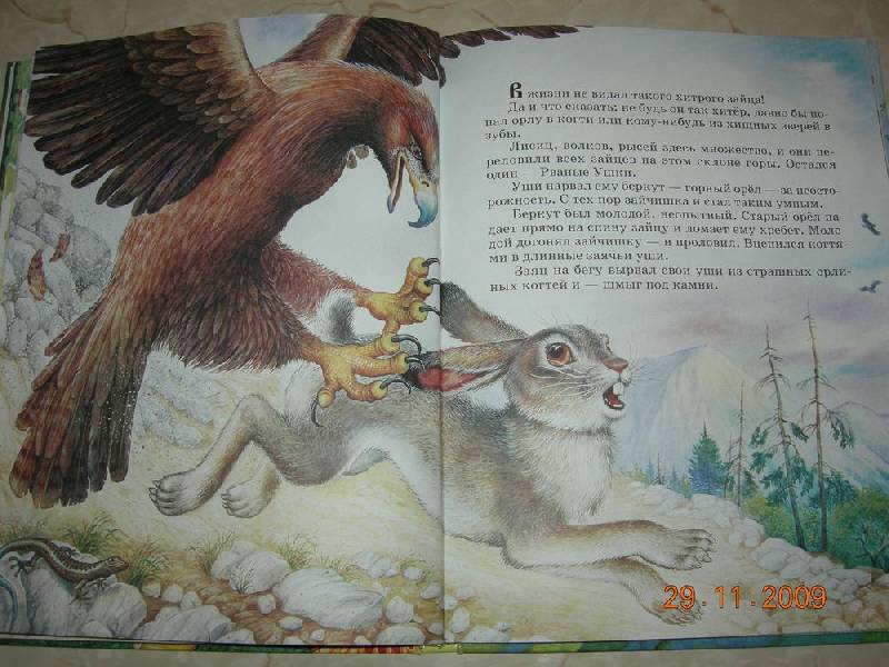 Иллюстрация 33 из 87 для Сказки о родной природе - Бианки, Сладков, Шим | Лабиринт - книги. Источник: Соловей
