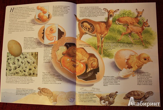 Иллюстрация 4 из 25 для Детеныши животных - Энн Элвуд | Лабиринт - книги. Источник: КНИЖНОЕ ДЕТСТВО