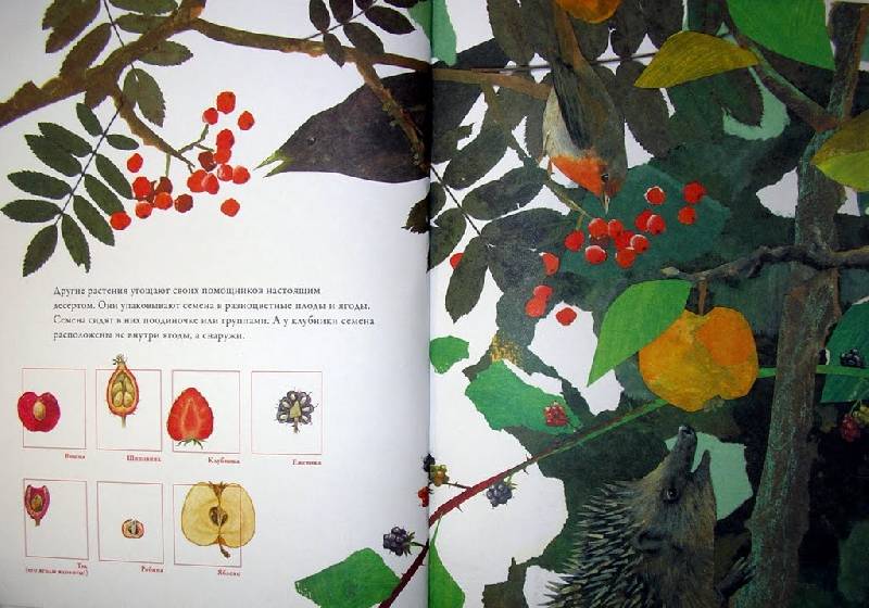 Иллюстрация 16 из 26 для По земле и по воздуху. Как путешествуют растения - Анне Меллер | Лабиринт - книги. Источник: Валерия