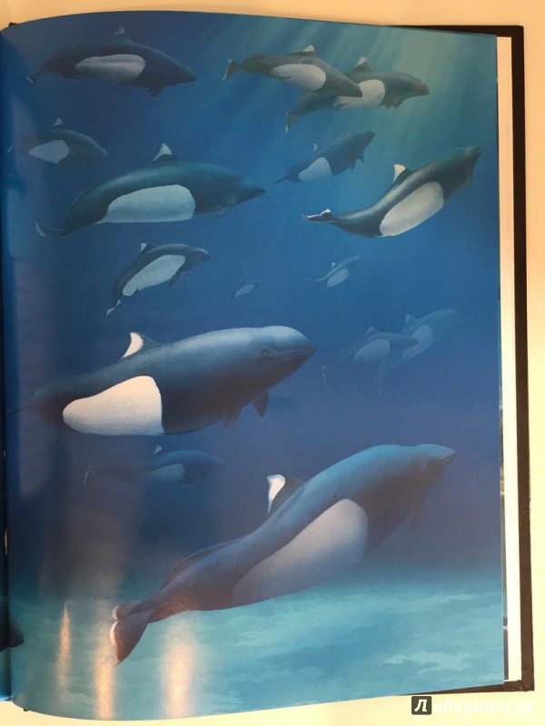 Иллюстрация 31 из 35 для Киты и дельфины - Михаил Савостин | Лабиринт - книги. Источник: katarius
