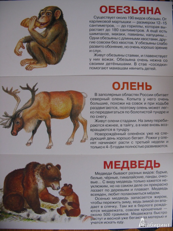 Иллюстрация 2 из 3 для Животные. Набор карточек | Лабиринт - игрушки. Источник: Rusalochka-777