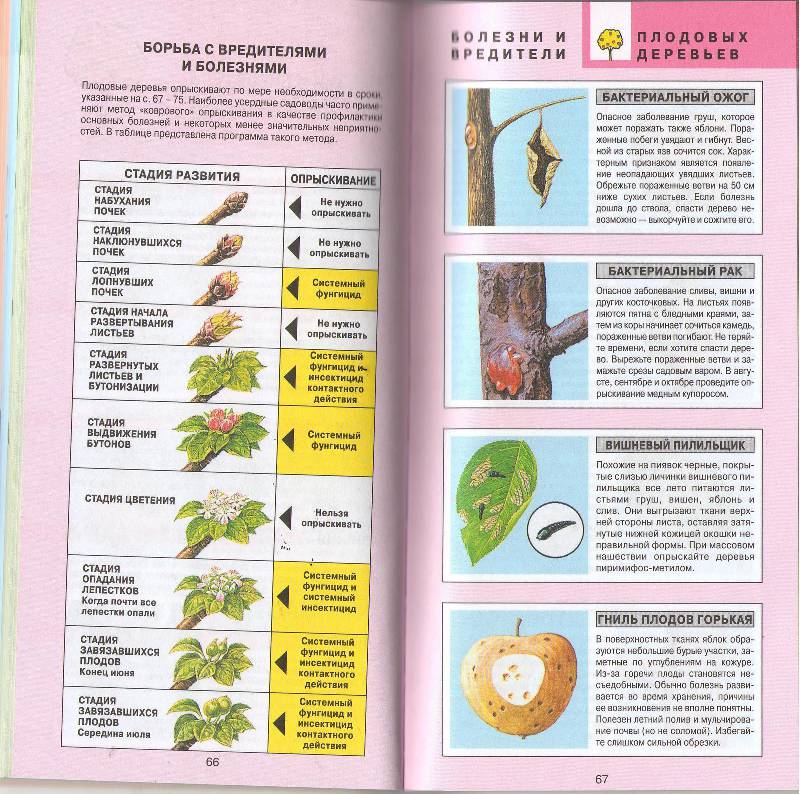 Иллюстрация 19 из 27 для Все о болезнях и вредителях растений - Дэвид Хессайон | Лабиринт - книги. Источник: zingara