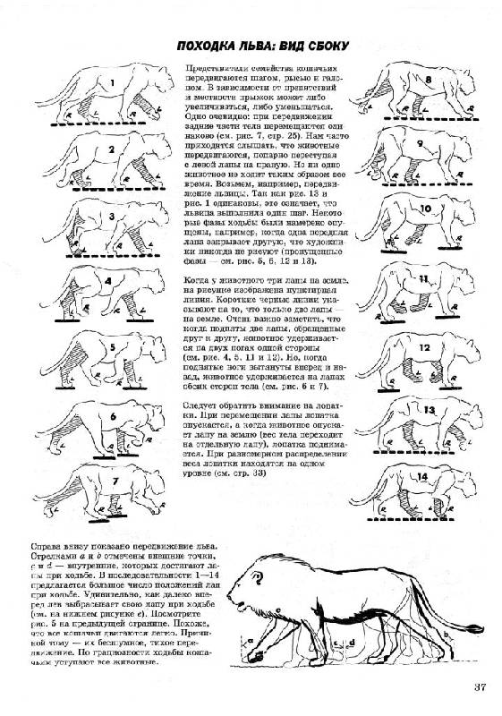 Иллюстрация 21 из 41 для Как рисовать животных - Джек Хамм | Лабиринт - книги. Источник: Юта