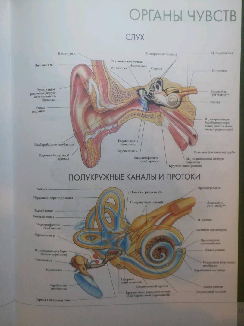 Иллюстрация 26 из 32 для Большой атлас анатомии человека | Лабиринт - книги. Источник: Бредер Екатерина