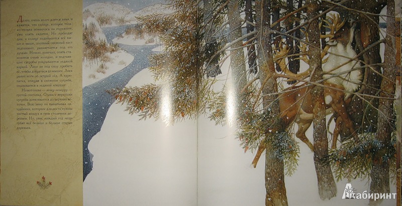 Иллюстрация 39 из 70 для Жизнь в тайге - Бренда Гиберсон | Лабиринт - книги. Источник: Трухина Ирина