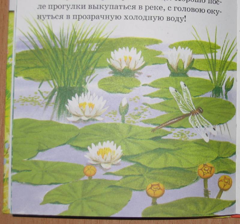 Иллюстрация 13 из 13 для Рассказы о природе - Иван Соколов-Микитов | Лабиринт - книги. Источник: cocher