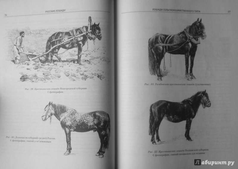 Иллюстрация 6 из 11 для Лошади. Конские породы - Симонов, Мердер | Лабиринт - книги. Источник: SiB