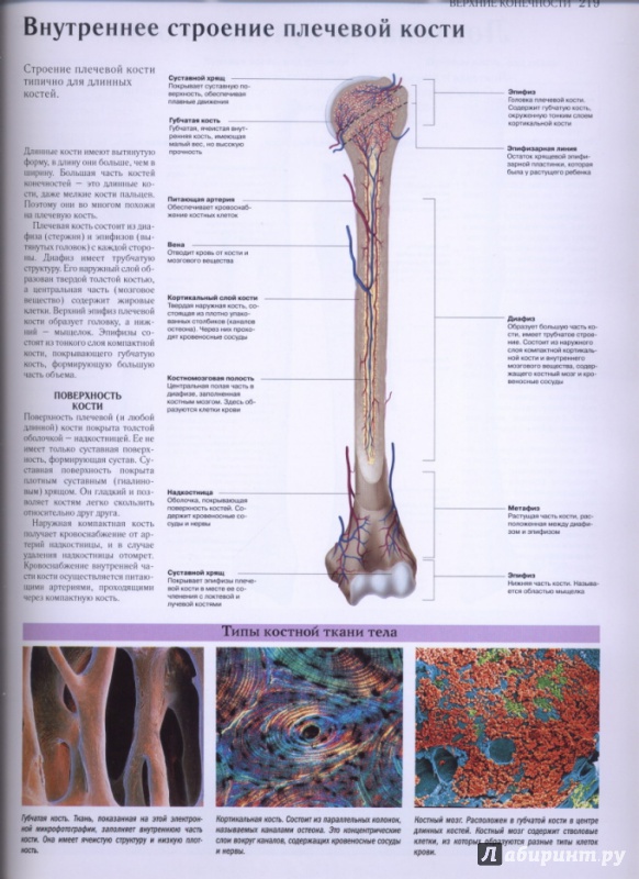 Иллюстрация 18 из 27 для Самый полный атлас по анатомии и физиологии | Лабиринт - книги. Источник: lidiya15