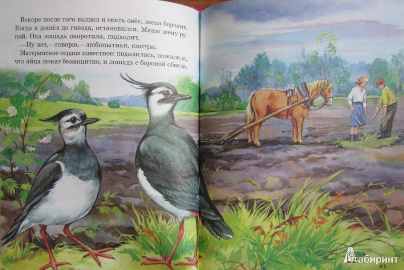 Иллюстрация 5 из 7 для Рассказы о животных малышам - Михаил Пришвин | Лабиринт - книги. Источник: Сагиттариус