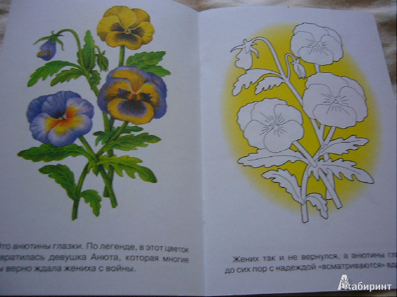 Иллюстрация 6 из 17 для Раскраска. Садовые цветы | Лабиринт - книги. Источник: Nika