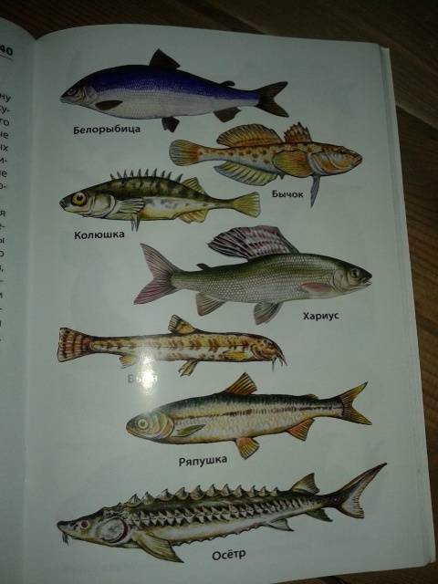 Иллюстрация 36 из 38 для Рыбы, амфибии, рептилии. Начальная школа. ФГОС | Лабиринт - книги. Источник: Алёнка