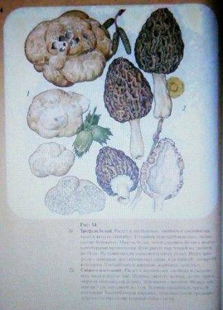 Иллюстрация 7 из 33 для Большой определитель грибов - Александр Юдин | Лабиринт - книги. Источник: Panty
