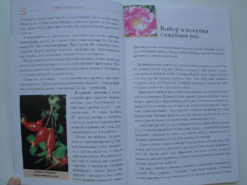 Иллюстрация 12 из 14 для Кустарниковые розы - Л.И. Бумбеева | Лабиринт - книги. Источник: karina_pavlovna