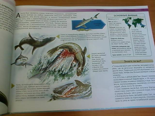 Иллюстрация 16 из 36 для Акулы и другие монстры подводного мира: самые ужасные создания Мирового океана - Сюзан Барраклаух | Лабиринт - книги. Источник: lettrice