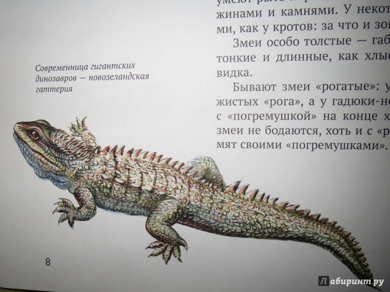 Иллюстрация 5 из 44 для Рептилии - Николай Сладков | Лабиринт - книги. Источник: Paprikash