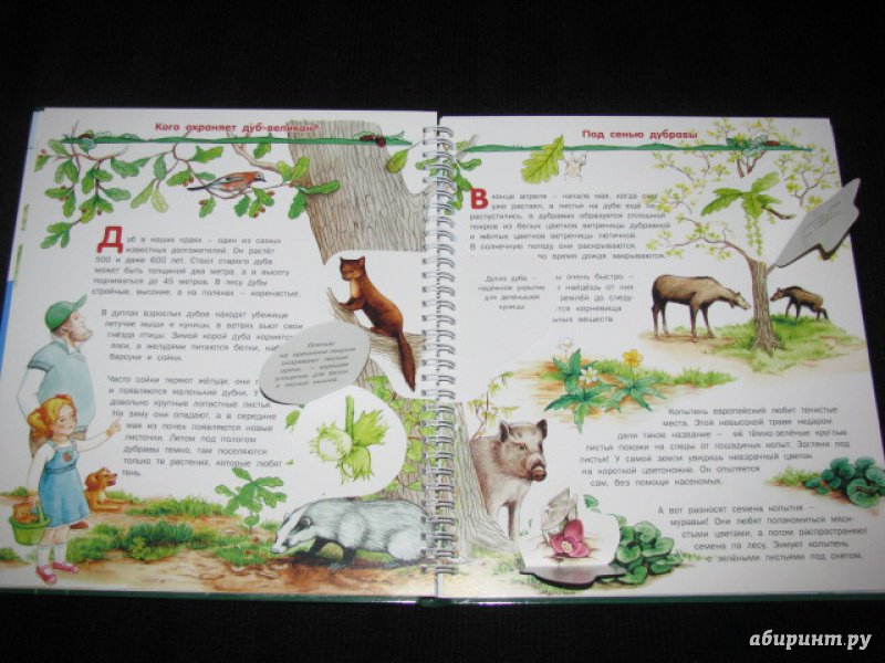 Иллюстрация 25 из 41 для Растения - Татьяна Елумеева | Лабиринт - книги. Источник: Nemertona