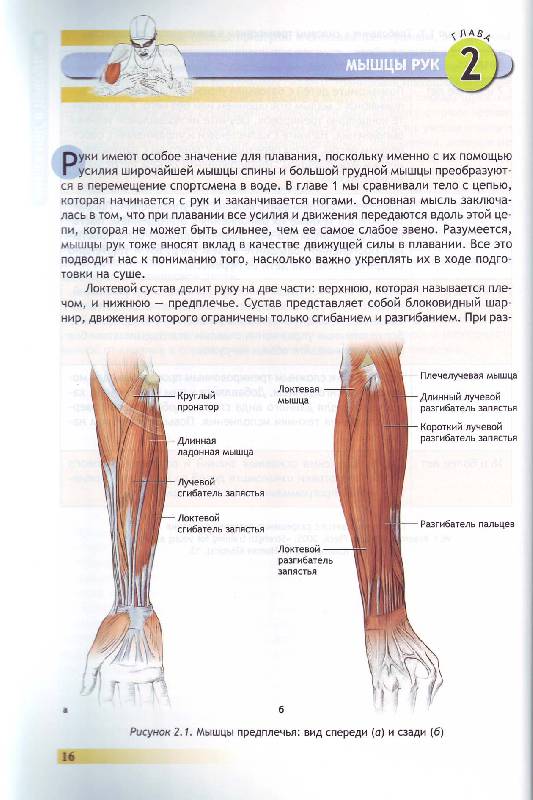 Иллюстрация 17 из 25 для Анатомия плавания - Йен Маклауд | Лабиринт - книги. Источник: Матрёна