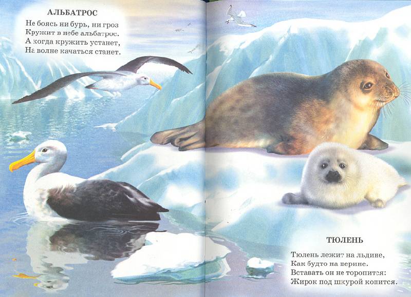 Иллюстрация 6 из 20 для Животный мир Земли - Владимир Степанов | Лабиринт - книги. Источник: мамаОля