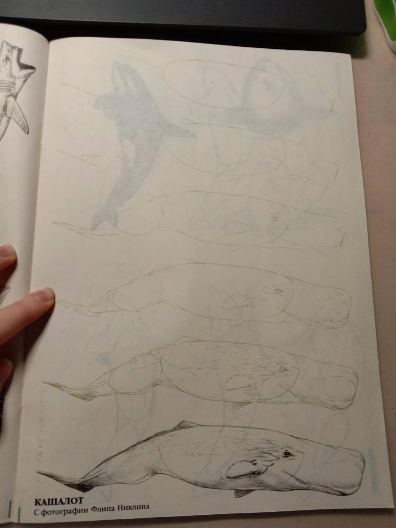 Иллюстрация 25 из 33 для Рисуем 50 акул, китов и других морских животных - Эймис, Бадд | Лабиринт - книги. Источник: Лабиринт
