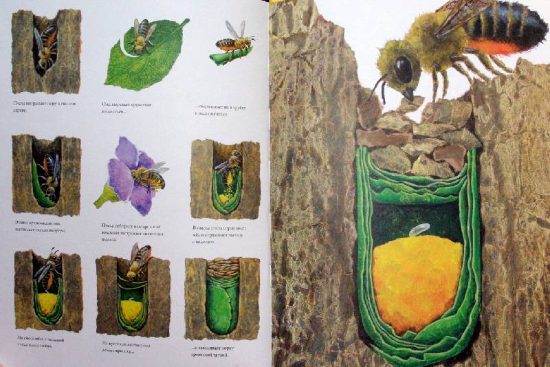 Иллюстрация 16 из 32 для Гнезда, норы и горшки. Как насекомые заботятся о потомстве - Анне Меллер | Лабиринт - книги. Источник: Валерия