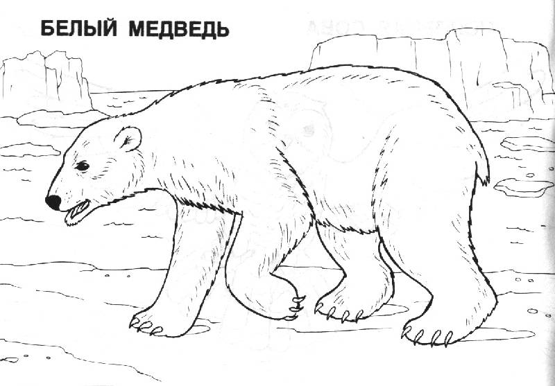 Иллюстрация 1 из 5 для Мир животных: Арктика (раскраска) | Лабиринт - книги. Источник: OOlga