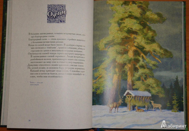 Иллюстрация 35 из 69 для Год в лесу - Иван Соколов-Микитов | Лабиринт - книги. Источник: pany_beata*