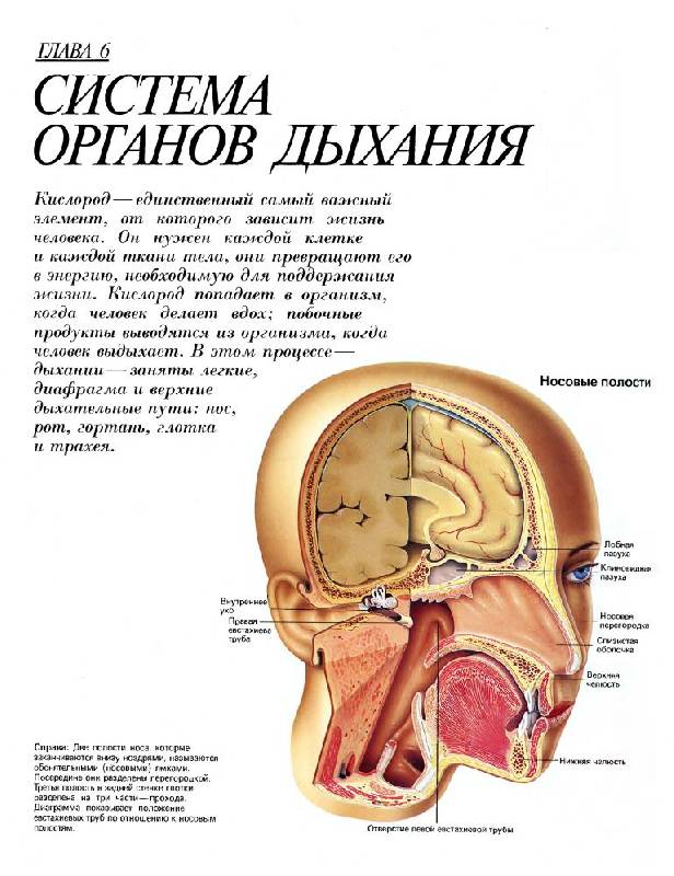 Иллюстрация 18 из 40 для Анатомический атлас - Т. Уэстон | Лабиринт - книги. Источник: Юта