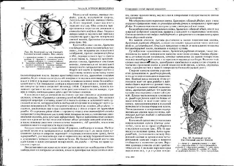 Иллюстрация 9 из 11 для Нормальная анатомия человека. В 2 томах. Том 1 - Иван Гайворонский | Лабиринт - книги. Источник: Юта