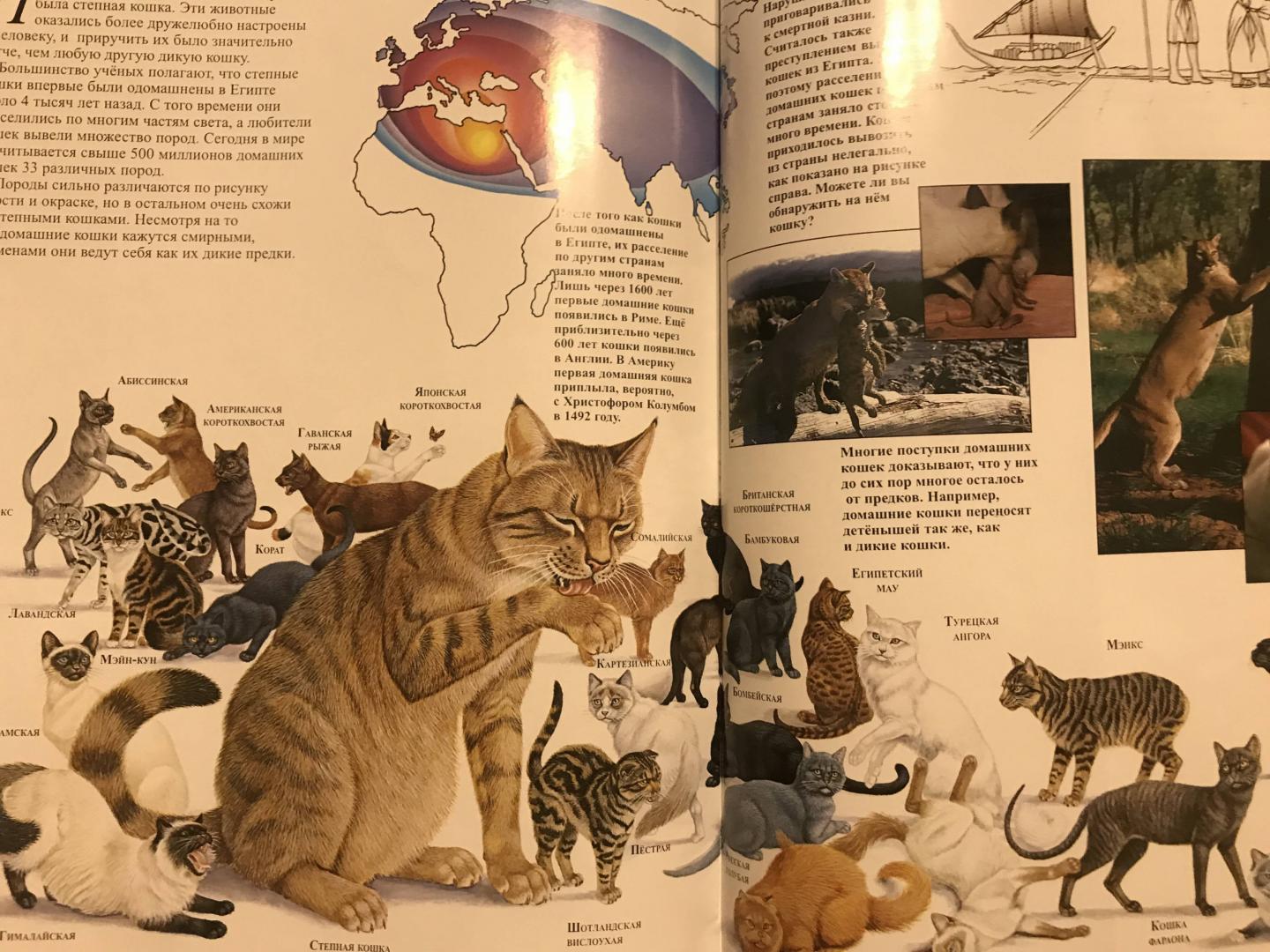 Иллюстрация 15 из 23 для Малые кошки - Джон Веско | Лабиринт - книги. Источник: Полюнова  Наталья
