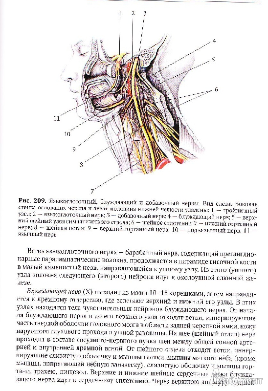 Иллюстрация 9 из 9 для Анатомия человека. Учебник для педагогических вузов - Брыксина, Сапин, Чава | Лабиринт - книги. Источник: Юляша