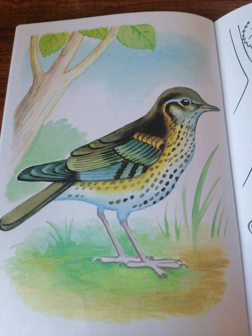 Иллюстрация 28 из 29 для Раскраска. Перелетные птицы | Лабиринт - книги. Источник: Савушкина Ольга