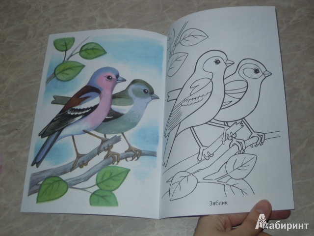 Иллюстрация 6 из 29 для Раскраска. Перелетные птицы | Лабиринт - книги. Источник: Iwolga
