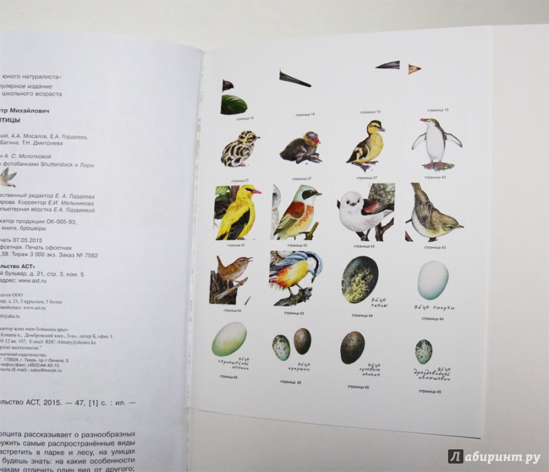 Иллюстрация 10 из 32 для Птицы - Петр Волцит | Лабиринт - книги. Источник: Лукина  Мария