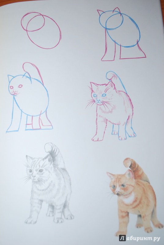 Иллюстрация 11 из 25 для Как нарисовать кошек? Просто! - Полли Пиндер | Лабиринт - книги. Источник: Нади