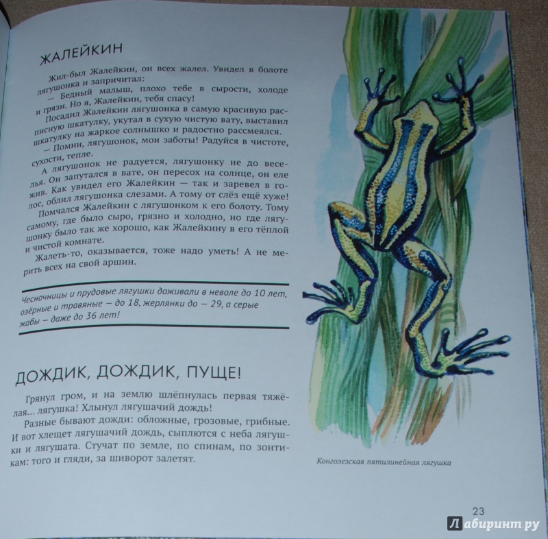 Иллюстрация 49 из 74 для Земноводные - Николай Сладков | Лабиринт - книги. Источник: Книжный кот