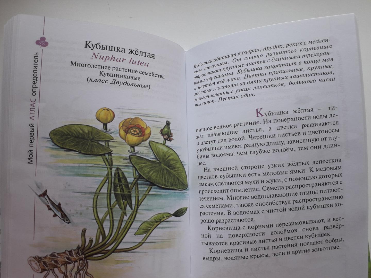 Иллюстрация 10 из 39 для Твой первый атлас-определитель. Растения - Козлова, Сивоглазов | Лабиринт - книги. Источник: Nikonova