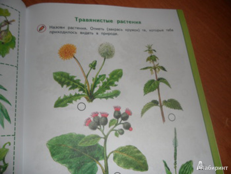 Иллюстрация 7 из 23 для Зеленая тропинка. Пособие для детей 5-7 лет. ФГОС ДО - Андрей Плешаков | Лабиринт - книги. Источник: юлия д.