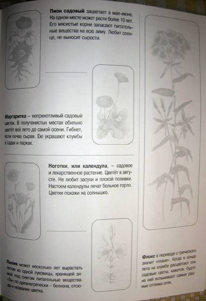 Иллюстрация 12 из 14 для Дикорастущие и садовые растения. Книжка с наклейками - Инна Шустова | Лабиринт - книги. Источник: АннаЛ