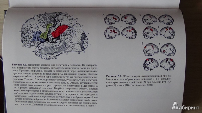 Иллюстрация 6 из 12 для Зеркала в мозге. О механизмах совместного действия и сопереживания - Риццолатти, Синигалья | Лабиринт - книги. Источник: Консультант по наукам