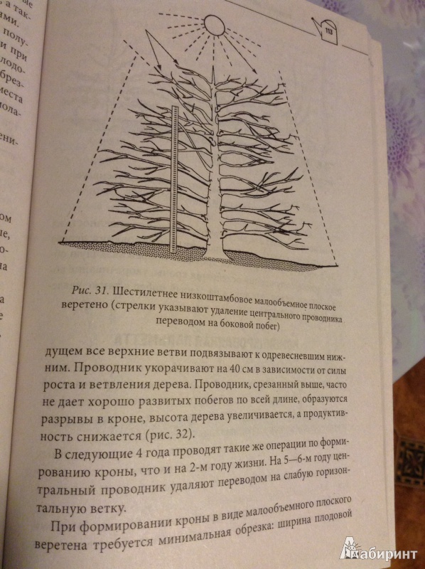 Иллюстрация 6 из 16 для Фруктовые деревья и ягодные кустарники: обрезка, уход, размножение | Лабиринт - книги. Источник: Kodryashka