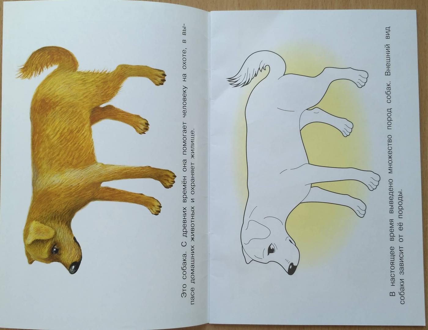 Иллюстрация 28 из 29 для Раскраска. Раскрашиваем и учимся. Домашние животные | Лабиринт - книги. Источник: Uchitel_ln