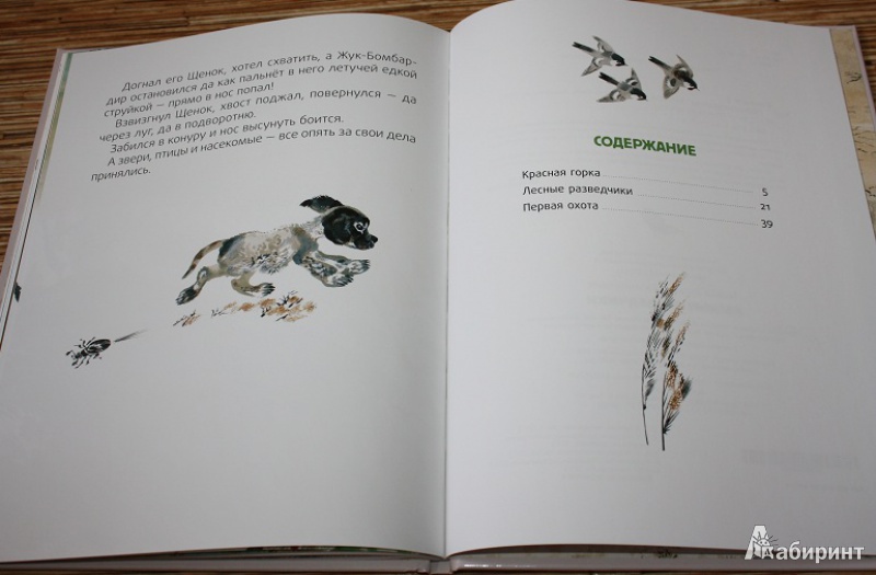 Иллюстрация 21 из 45 для Лесные разведчики - Виталий Бианки | Лабиринт - книги. Источник: КНИЖНОЕ ДЕТСТВО