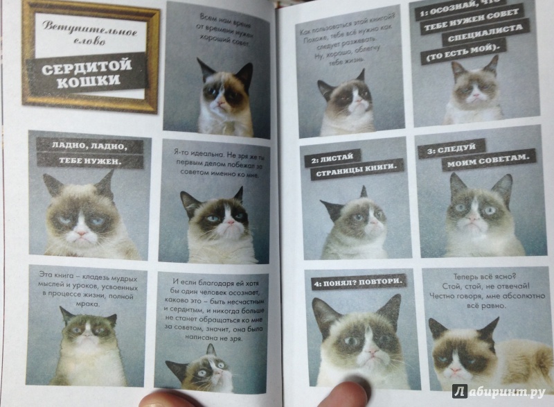 Иллюстрация 5 из 12 для Grumpy Cat. Правила жизни самой сердитой кошки в мире | Лабиринт - книги. Источник: Tatiana Sheehan