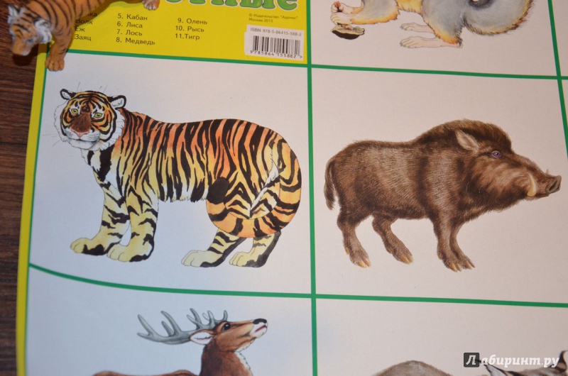 Иллюстрация 3 из 11 для Плакат "Дикие животные России" (50х70 см) | Лабиринт - книги. Источник: Читака в избушке