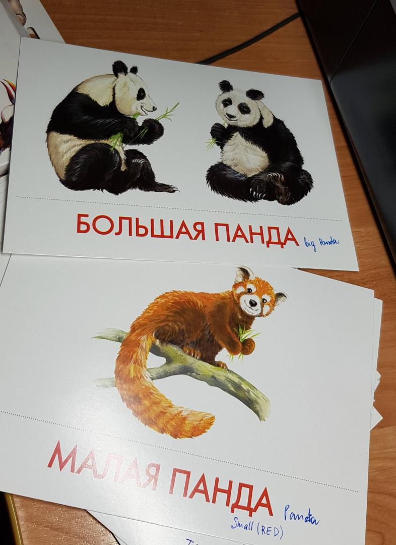 Иллюстрация 14 из 15 для Дидактические карточки "Животные Азии" | Лабиринт - игрушки. Источник: Zakatnoe Solnce