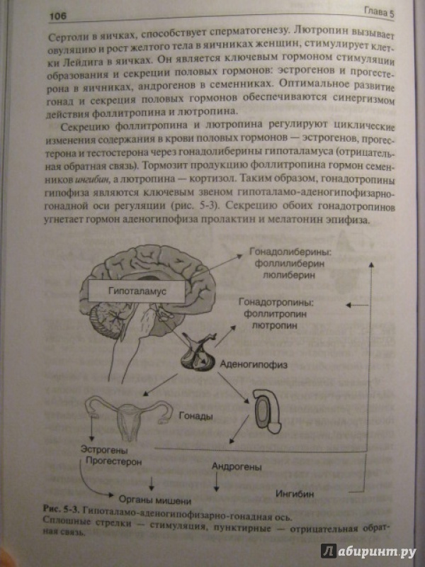 Иллюстрация 15 из 34 для Физиология человека. Compendium - Захаров, Ткаченко, Брин | Лабиринт - книги. Источник: Евгения39