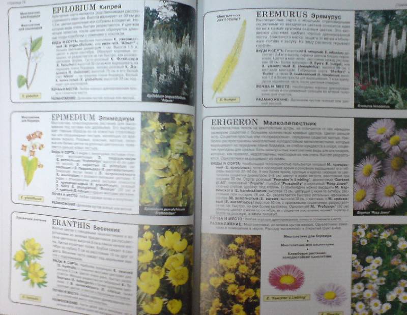 Иллюстрация 6 из 22 для Все о цветах в вашем саду - Дэвид Хессайон | Лабиринт - книги. Источник: Настёна