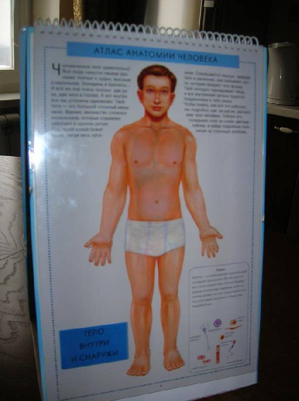 Иллюстрация 11 из 14 для Атлас анатомии человека с перекидными прозрачными постерами (малый) - Ганьон, Мерсеро | Лабиринт - книги. Источник: Лимпопо