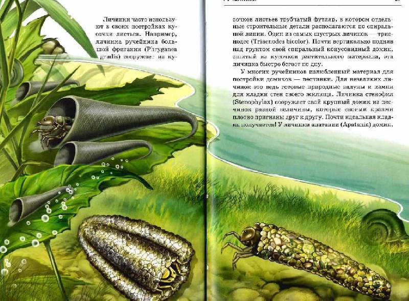 Иллюстрация 34 из 49 для Жизнь в пресной воде - Сергей Афонькин | Лабиринт - книги. Источник: Dana-ja