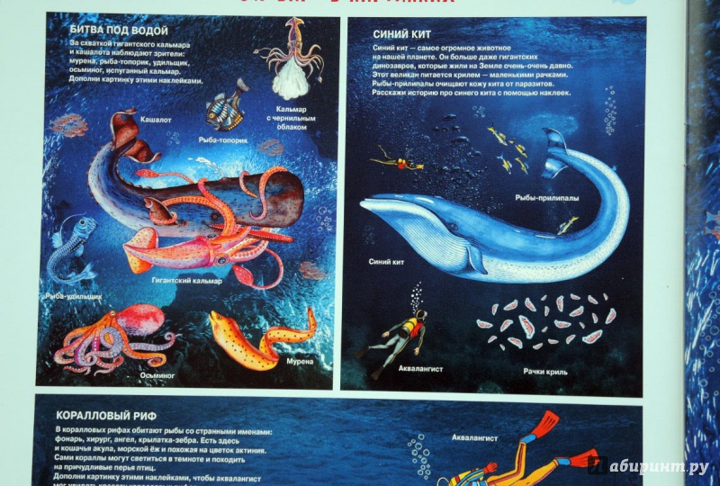 Иллюстрация 23 из 37 для Тайны подводного мира. Книжка с наклейками - Марта Петрова | Лабиринт - книги. Источник: Лабиринт